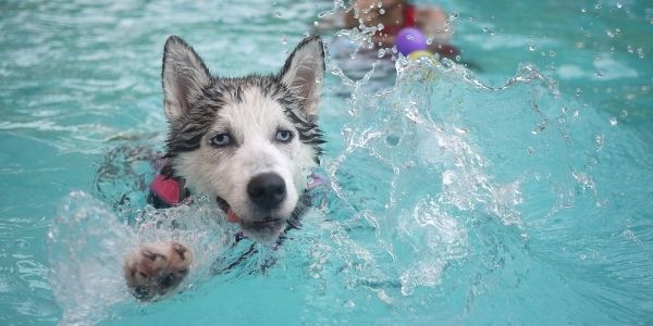 Swim sales doggie swim